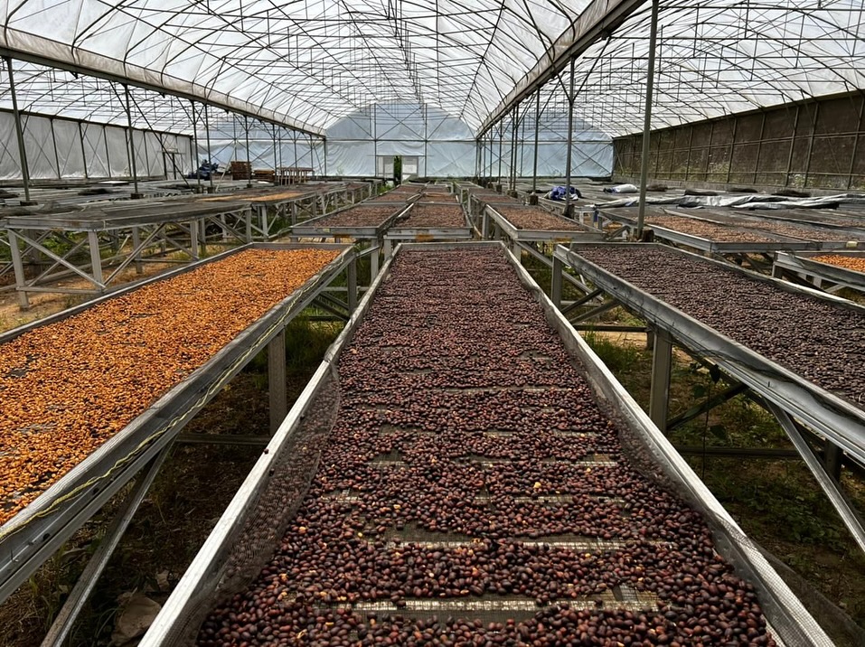 greenlot_coffee_1738489298_3559028641696948183