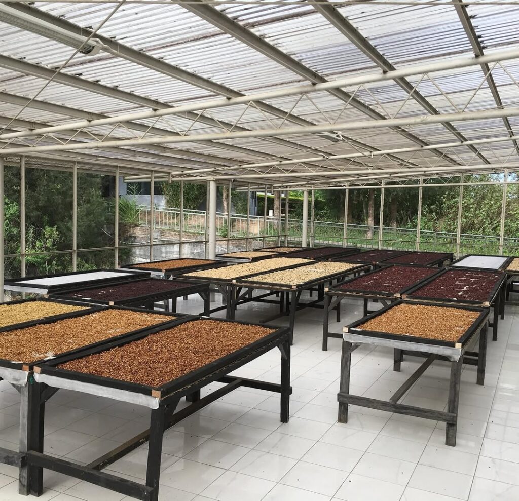 Greenlot Coffee – Coffee Beans from Kintamani