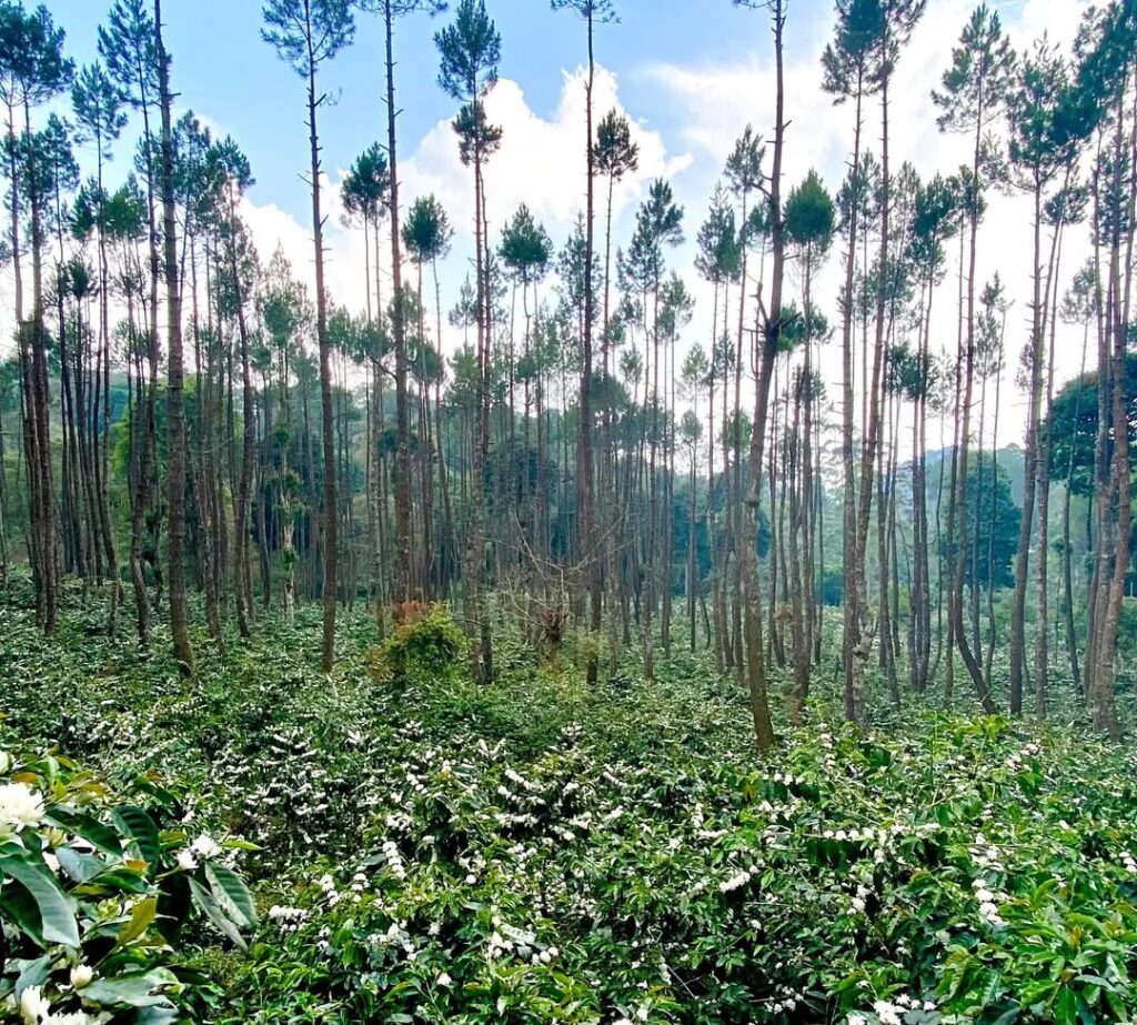 Greenlot Coffee – Coffee Beans from Costa Rica