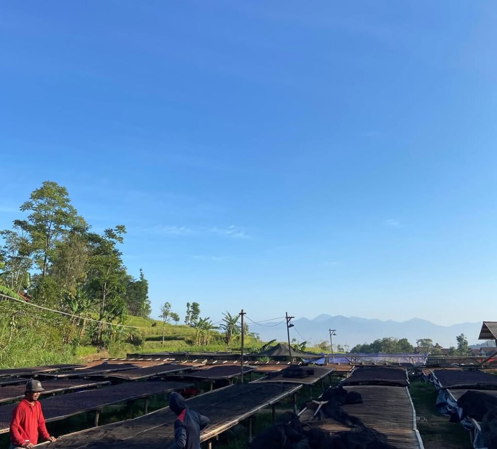 Greenlot Coffee – Coffee Beans from Peru