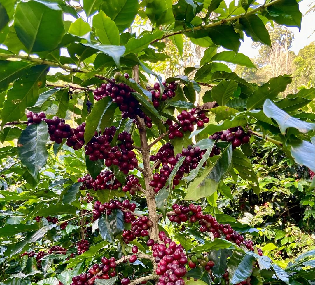 greenlot_coffee_1743240885_3598887840186225058