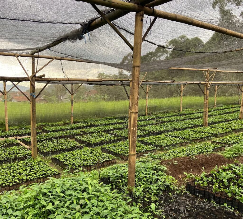 Greenlot Coffee – Coffee Beans from Nicaragua