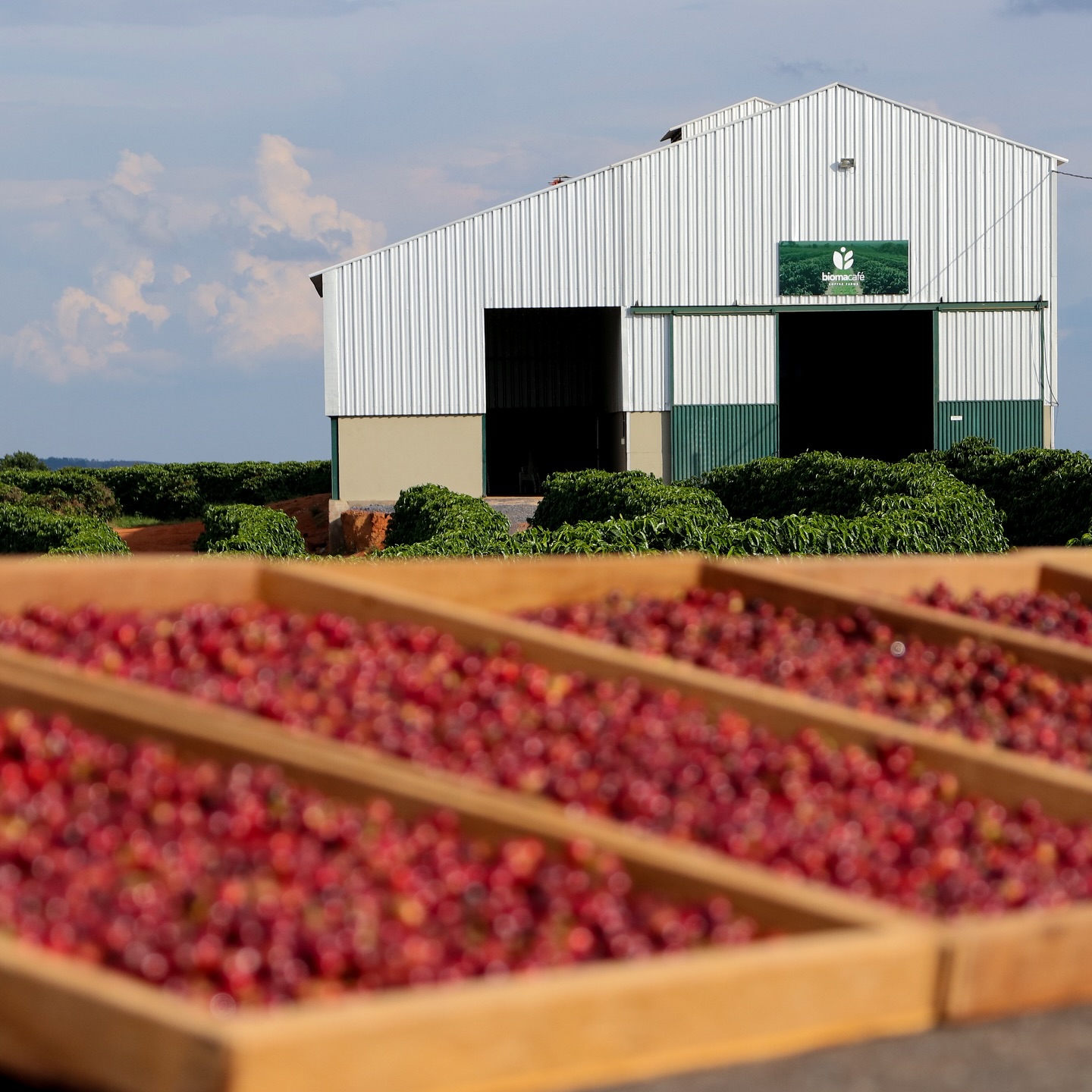 greenlot_coffee_1744312674_3607878669408590250_71699588141