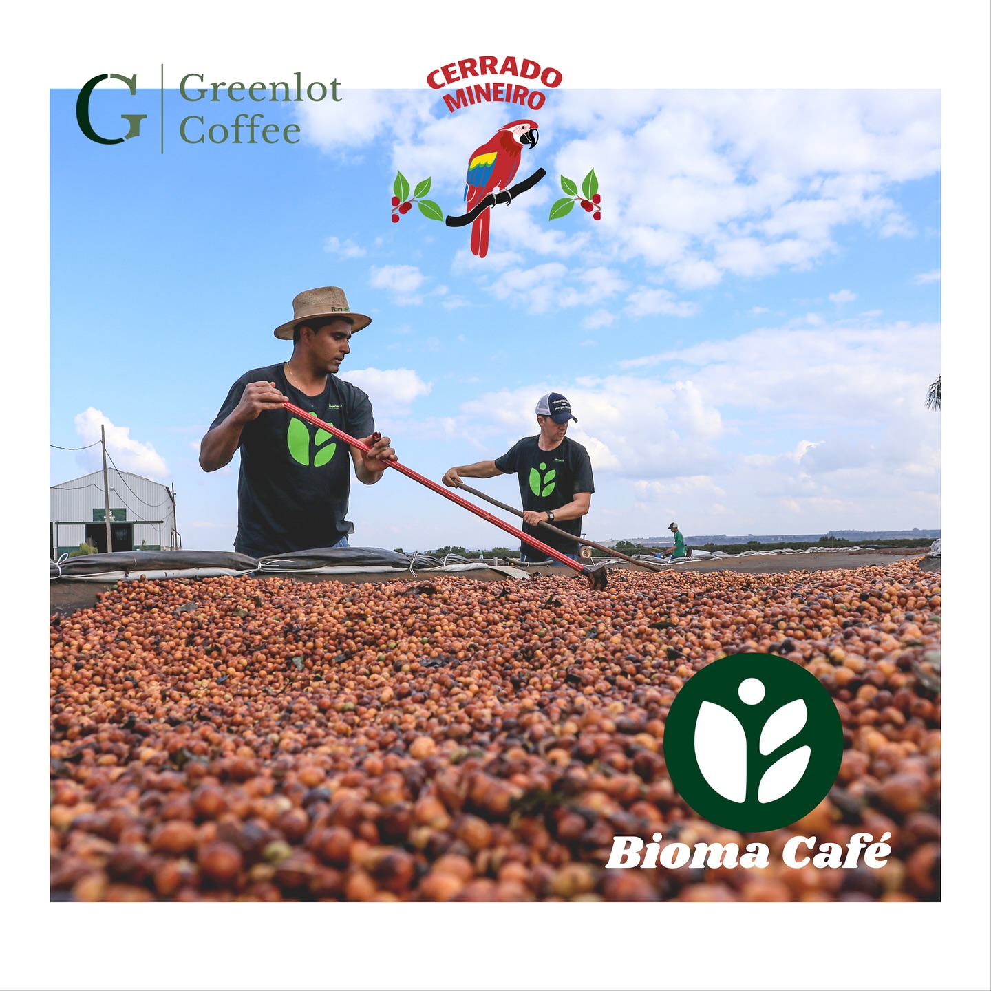 greenlot_coffee_1744312674_3607878669450504791_71699588141