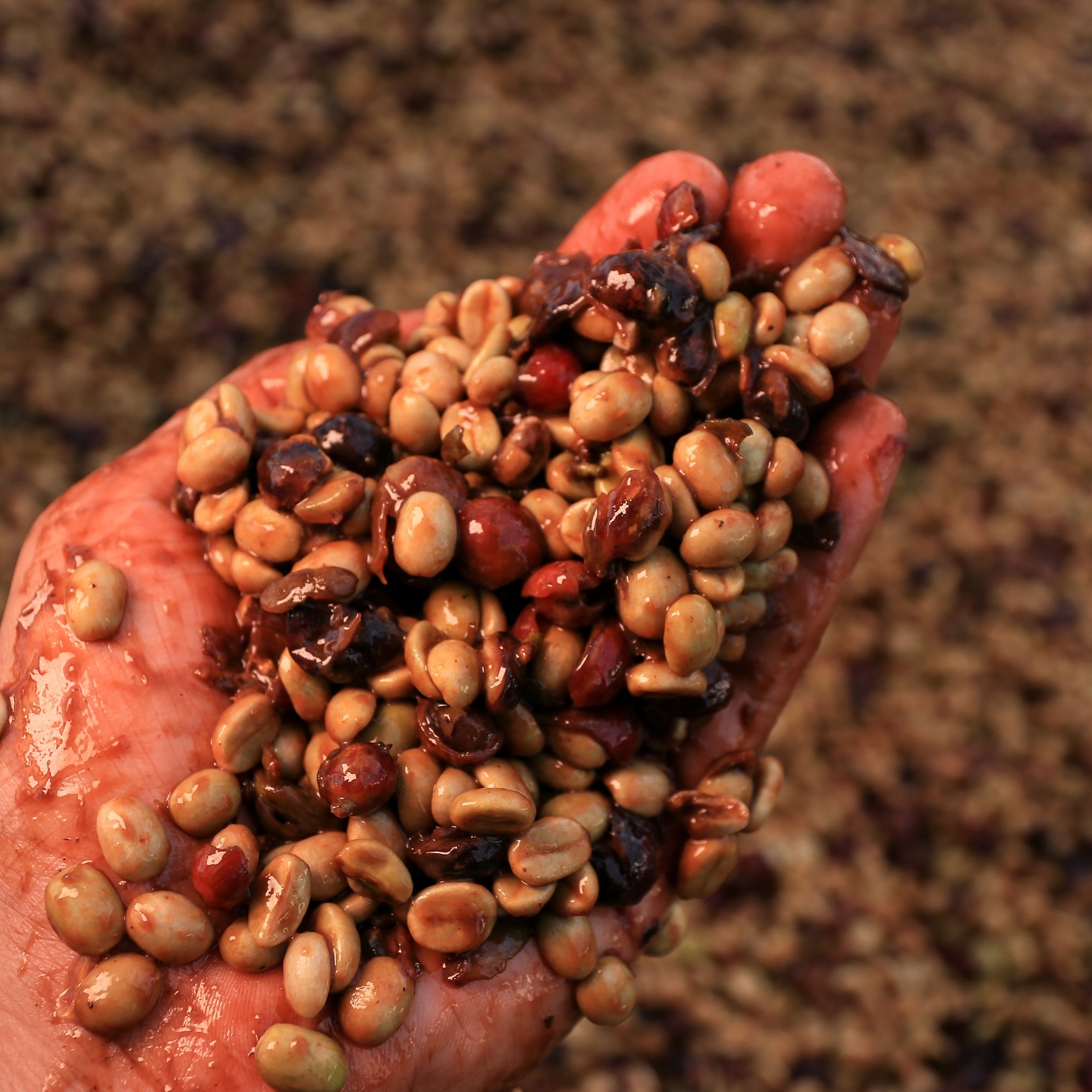 greenlot_coffee_1744312674_3607878669668461442_71699588141