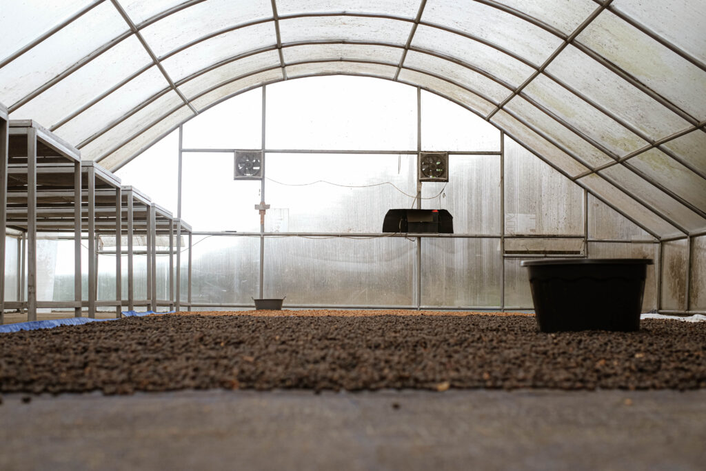 Greenlot Coffee – Coffee Beans from Ethiopia Yirgacheffe