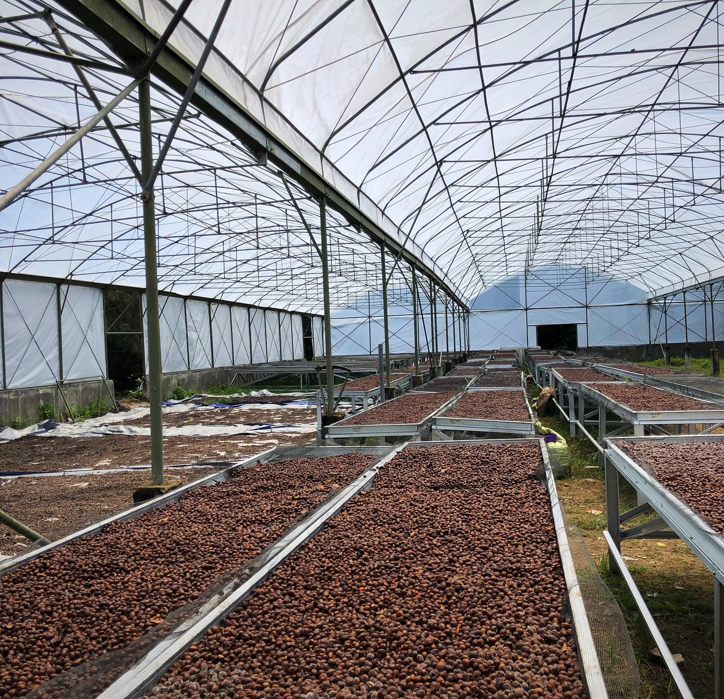 greenlot_coffee_1743231127_3598805995927064299_71699588141
