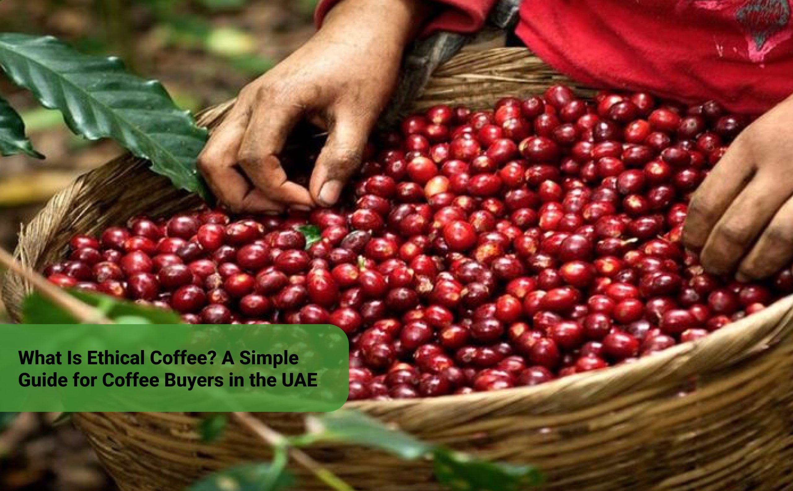What Is Ethical Coffee A Simple Guide for Coffee Buyers in the UAE