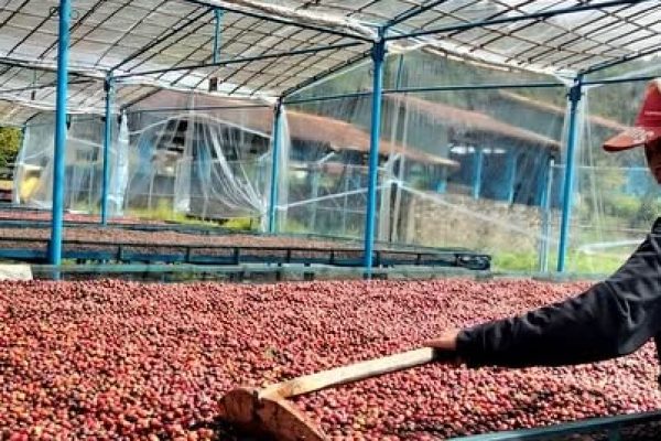 greenlot_coffee_1737701818_3552422785450589489_71699588141