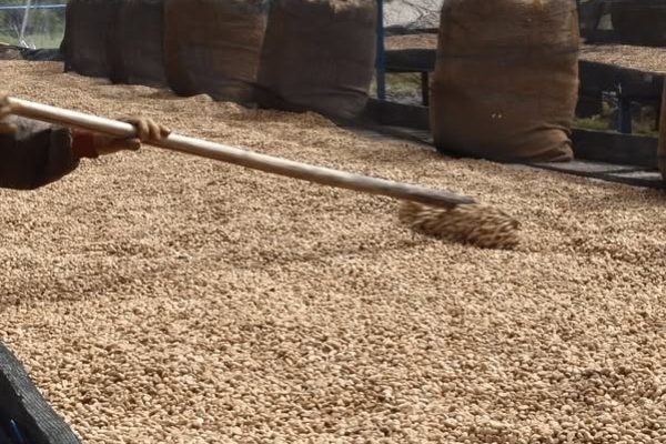 greenlot_coffee_1737701818_3552422785744256316_71699588141