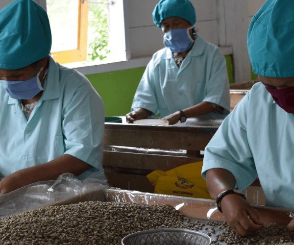 greenlot_coffee_1737702409_3552427742295805761_71699588141