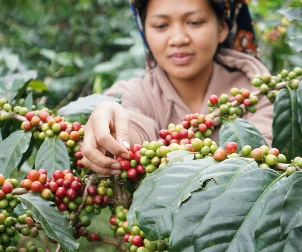 greenlot_coffee_1737702409_3552427742304264320_71699588141