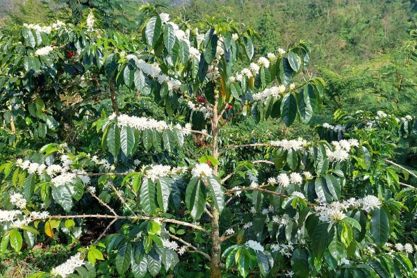 greenlot_coffee_1737704725_3552447176561467805_71699588141
