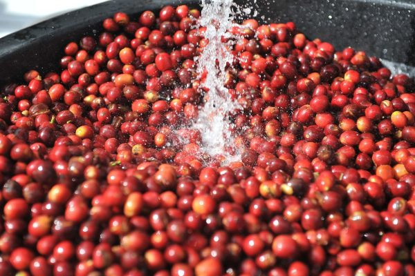 greenlot_coffee_1737704725_3552447176578419140_71699588141