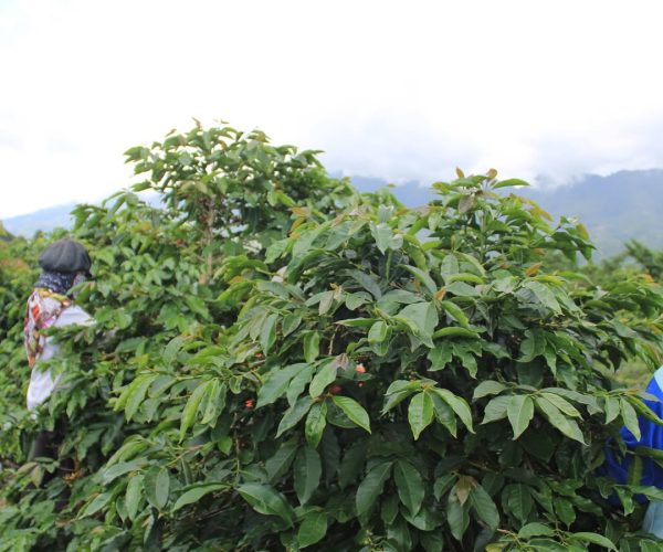 greenlot_coffee_1743227815_3598778206473439946