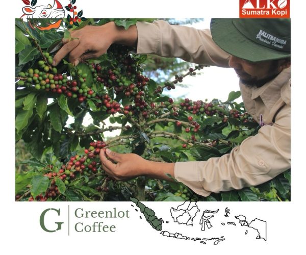 greenlot_coffee_1743227815_3598778206473514678