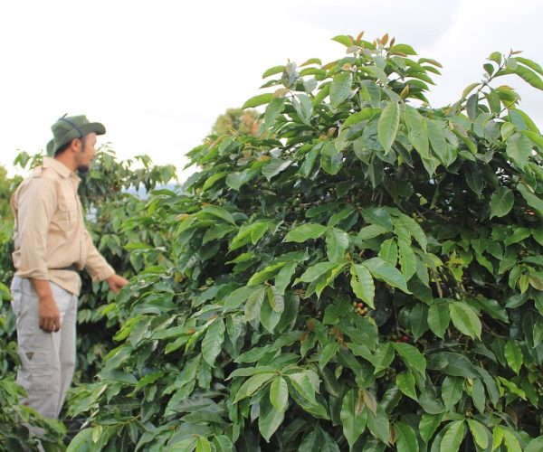 greenlot_coffee_1743227815_3598778206498676270
