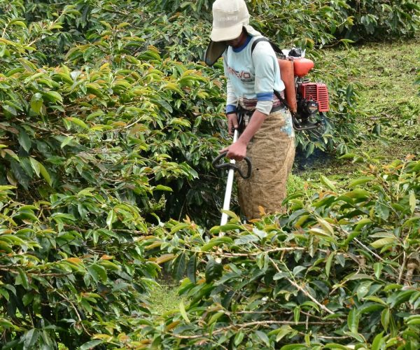 greenlot_coffee_1743227815_3598778206498820916