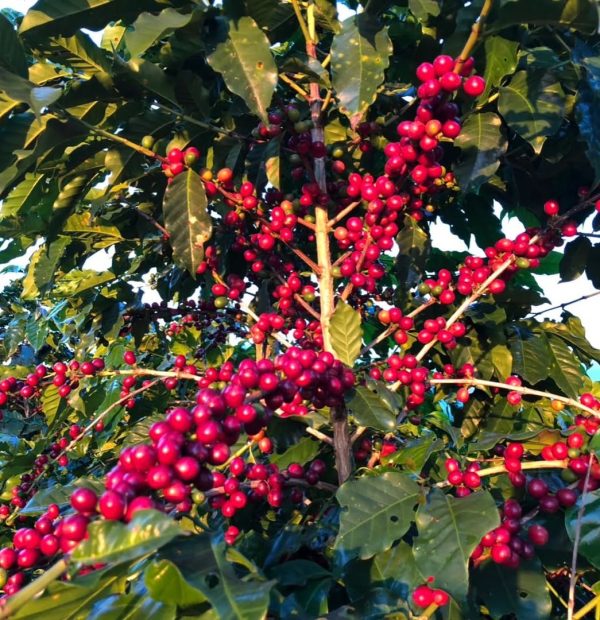 greenlot_coffee_1744301513_3607785030732655569