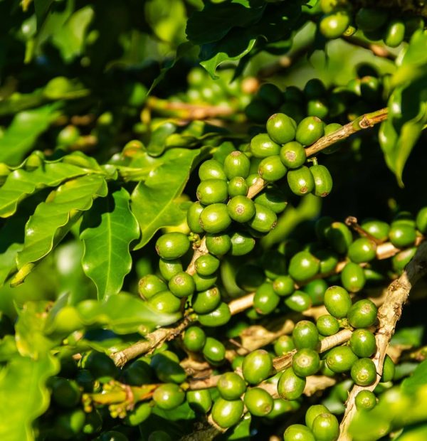 greenlot_coffee_1744301513_3607785031051286023
